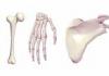 Osteoporoz: bu nima, sabablari, belgilari, tashxisi, davolash va oldini olish, prognoz Osteoporoz qanday tashxis qilinadi
