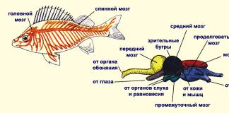 Нервна система Предният мозък на рибите е добре развит