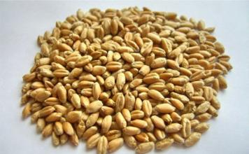 Kvalita pšeničného zrna, kvalita pečenia a pevnosť múky