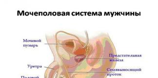 Аномалии мочеиспускательного канала: сужение и облитерация Ладьевидная ямка у мужчин