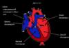Bolest srca: simptomi kod odraslih Kako izliječiti bolest srca i što učiniti