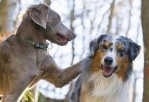 Секс барьер для собак: описание, инструкция, отзывы Таблетки для кобелей от хотения