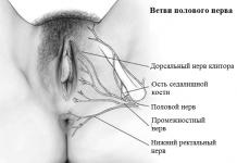 Neuropatía del nervio pudendo en la mujer, síntomas y tratamiento.Neuropatía del nervio pudendo.