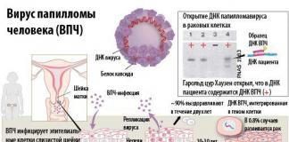 Human Papillomavirus คืออะไร มีอาการอย่างไร และจะรักษาได้อย่างไร?
