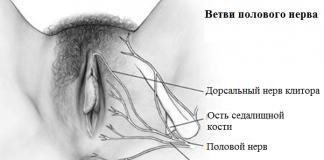 Невропатия срамного нерва у женщин симптомы лечение Невропатия полового нерва