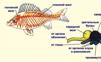 Нервная система Переднем мозге у рыб хорошо развиты
