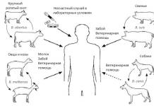 Бруцелоза - причини, симптоми, форми и диагностика